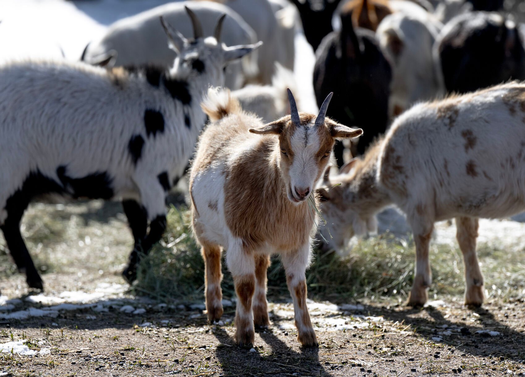 Carrie Thornburgh’s Nigerian Dwarf rescues eat their morning hay last month 2024, in Peyton. In October, a hoarding situation deposited 58 Nigerian Dwarf females at the sanctuary, 16 of which were pregnant. (Parker Seibold)