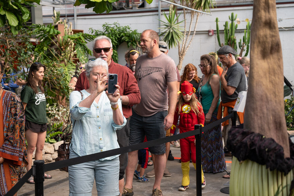 Cosmo, Colorado State University’s Corpse flower, blooms in the Plant Growth Facilities’ Conservatory greenhouse on May 27, 2024. (Courtesy photo, John Eisele/Colorado State University)