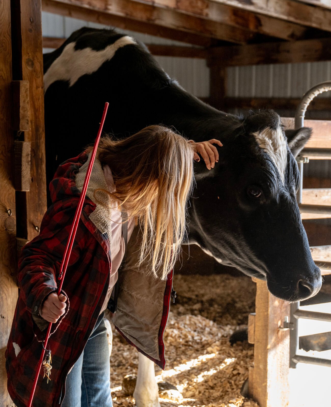 Carrie Thornburgh shows affection to one of the dairy cows at her farm animal rescue before coaxing her into a pasture, Tuesday, April 16, 2024, in Peyton. (Parker Seibold)