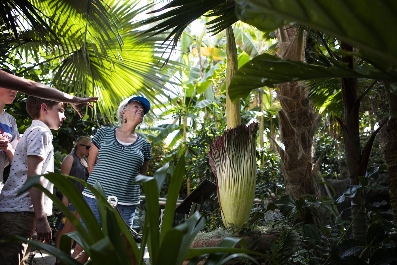 061822-dg-news-CorpseFlower01.JPG (copy)