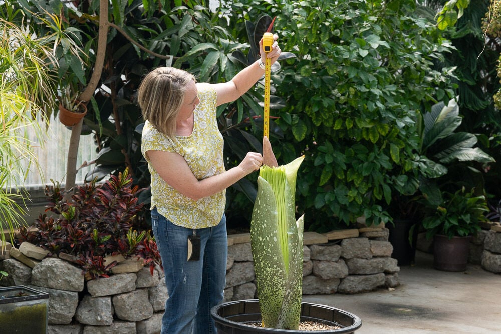 Rare ‘Corpse Flower’ poised to bloom for first time at northern Colorado university