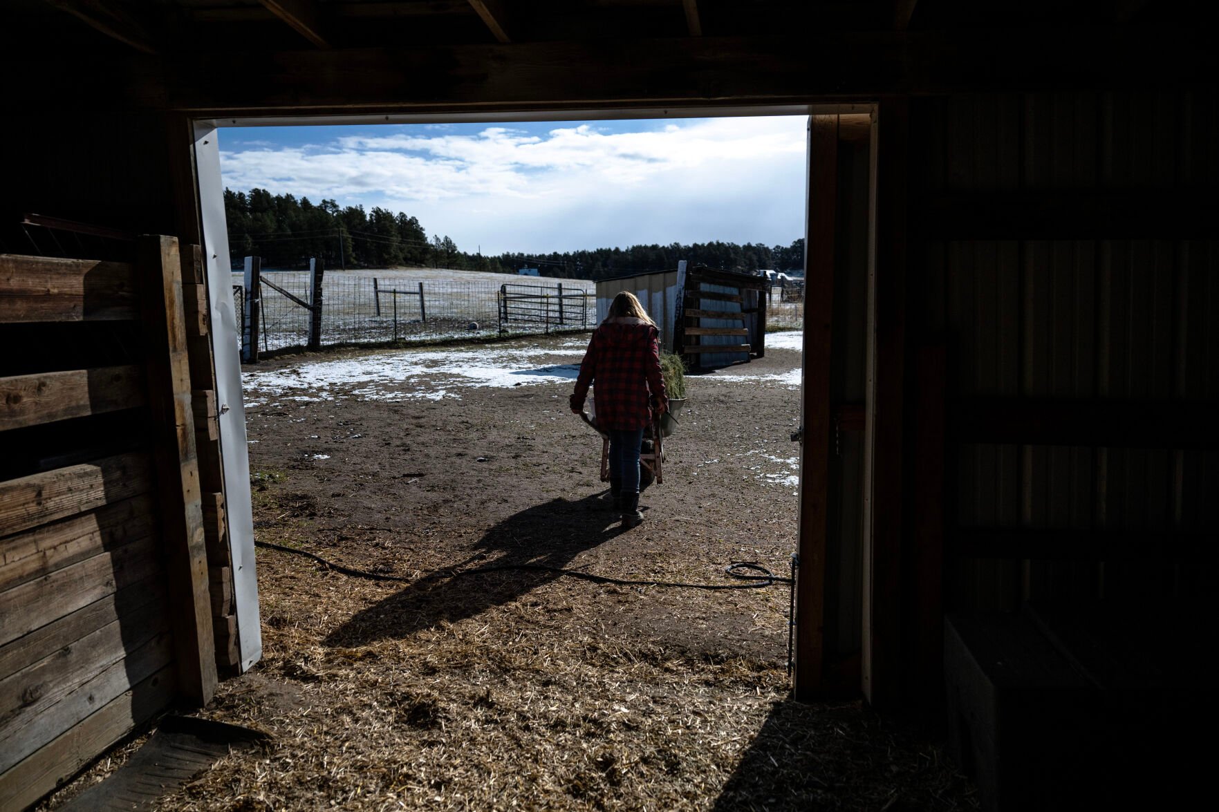 Carrie Thornburgh, the founder of OutPaws’ Sweet Home Sanctuary, hauls a wheelbarrow of hay out for a group of goats, Tuesday, April 16, 2024, in Peyton. (Parker Seibold, the gazette)
