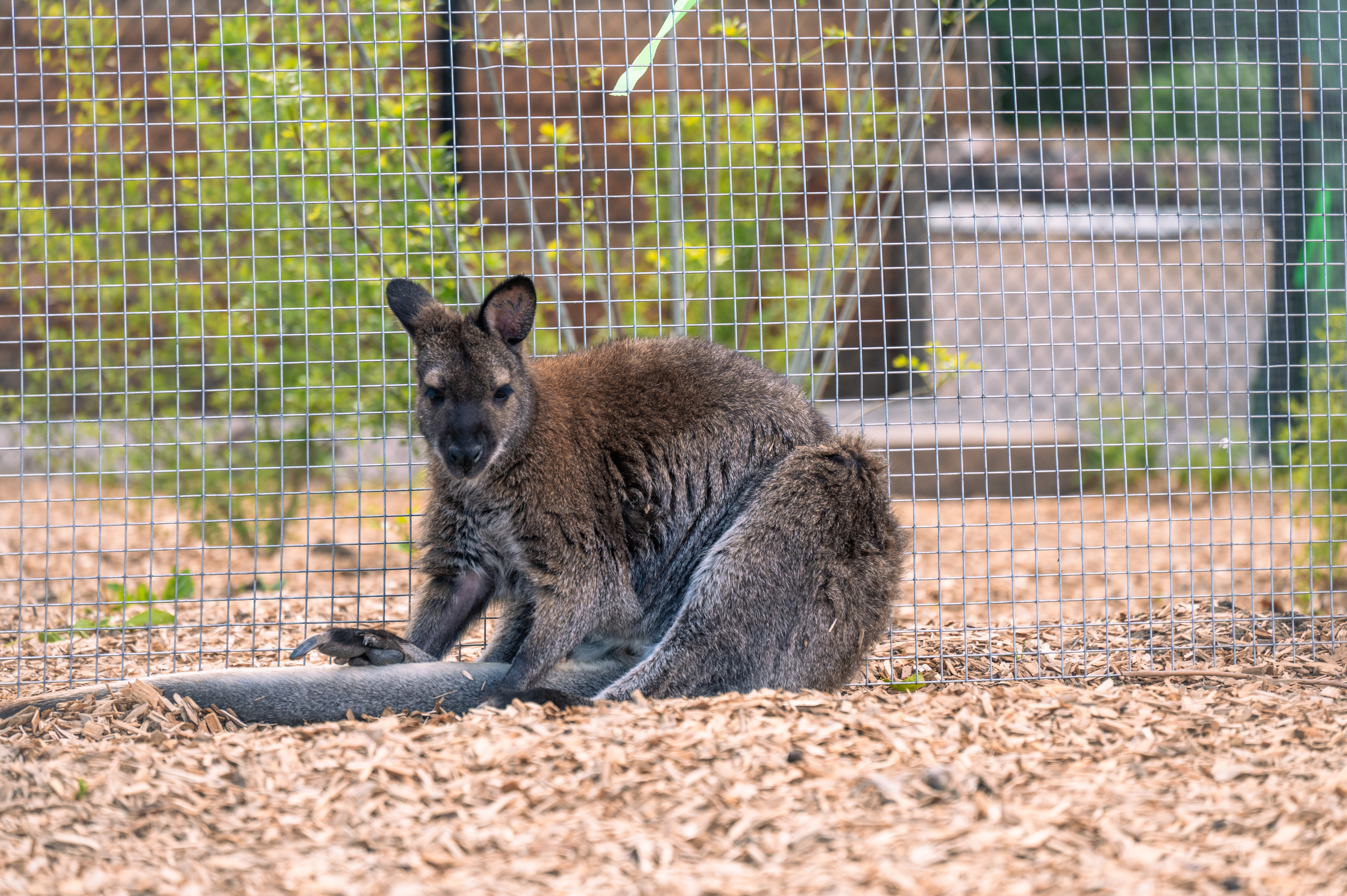 The Denver Zoo's new 