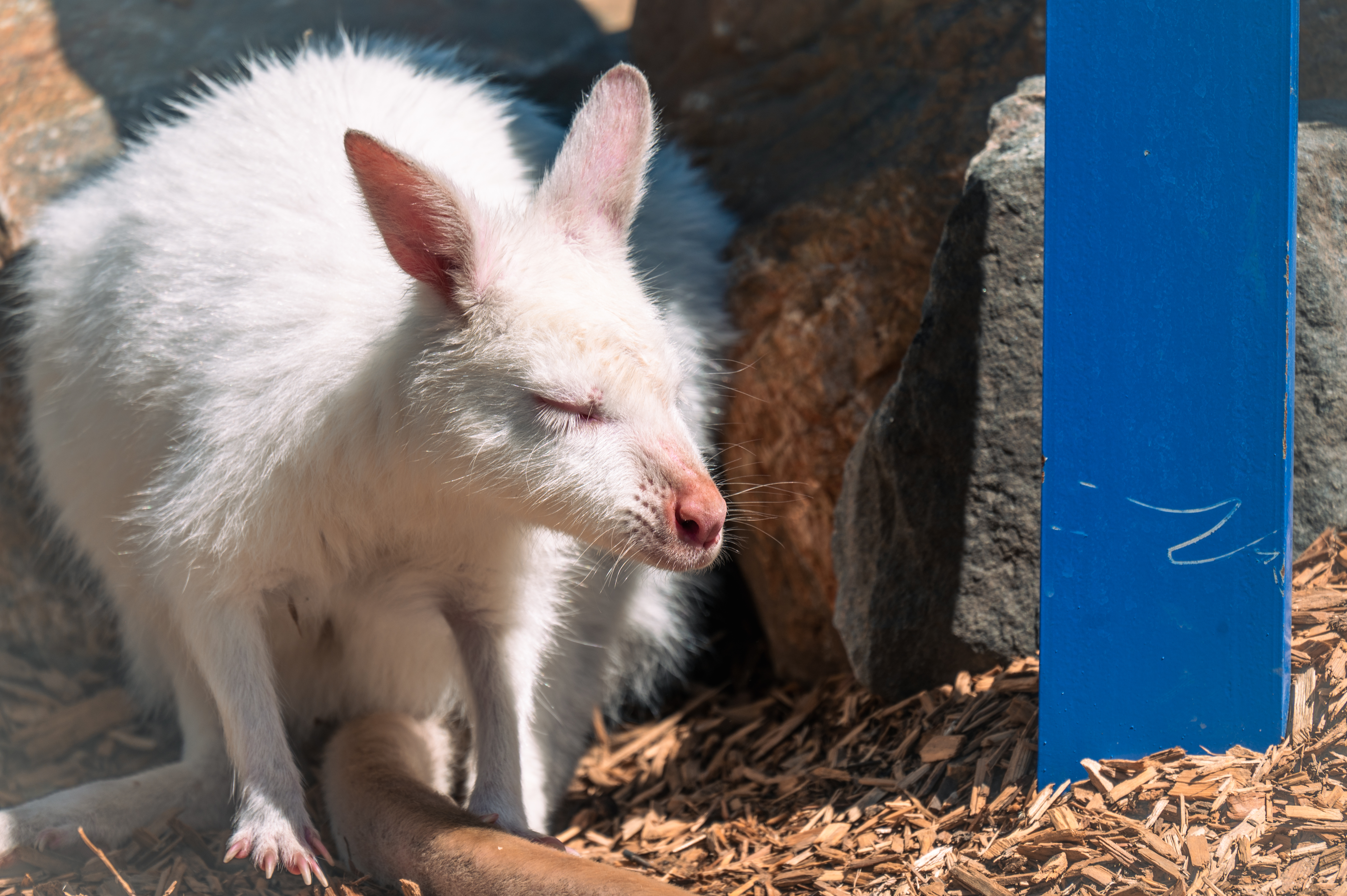 Down Under_Family_Comms_RB_240519-059.jpg (Courtesy Denver Zoo)