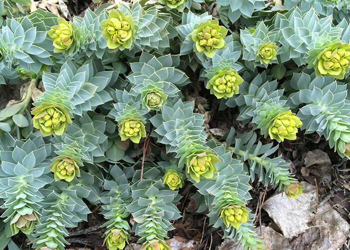 Colorado’s Jefferson County targets myrtle spurge, five other invasive plants