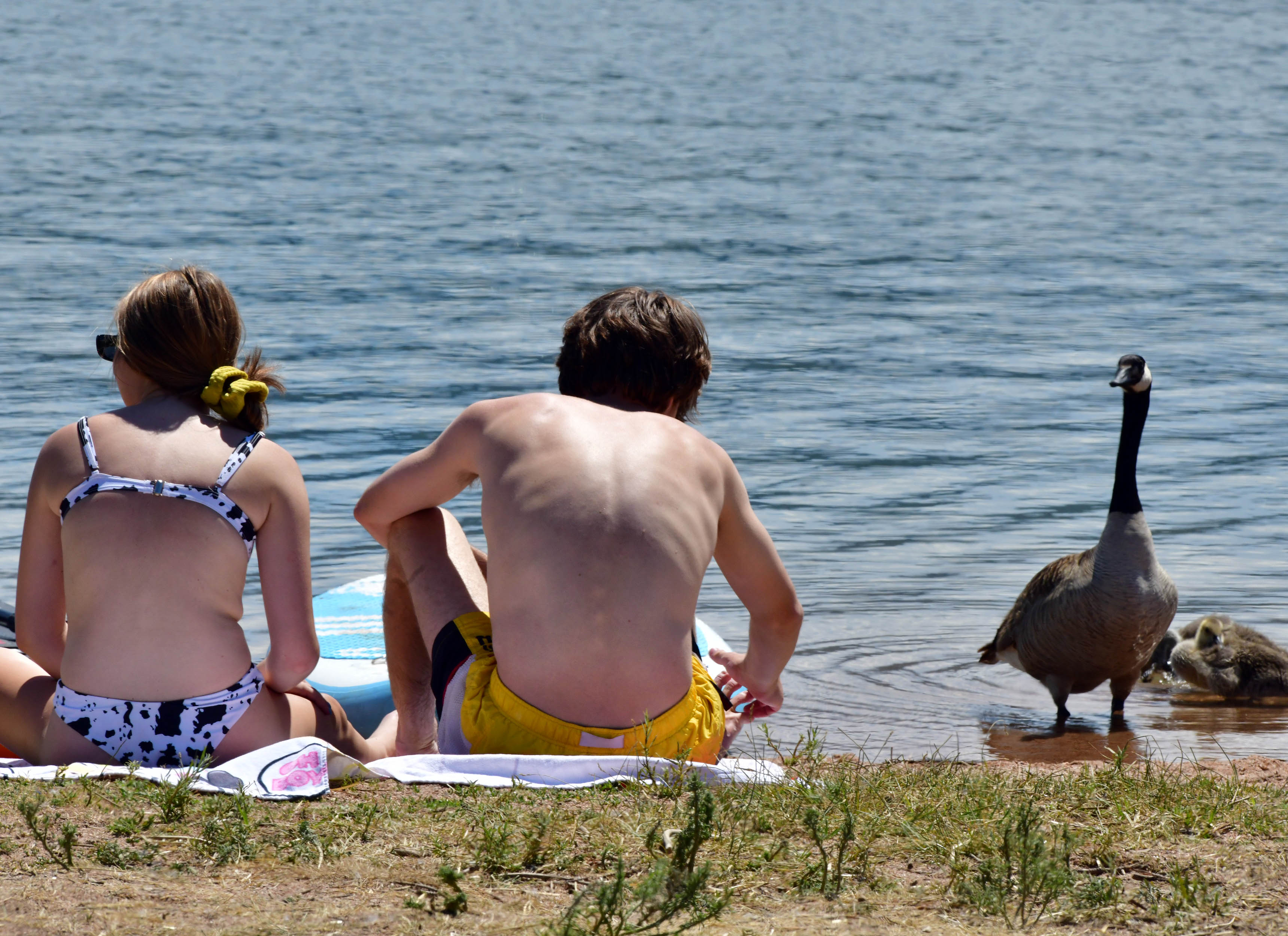 Sunbathers share the Chatfield Reservoir with a friend Canada Goose in this Gazette file photo. (JERILEE BENNETT THE GAZETTE)