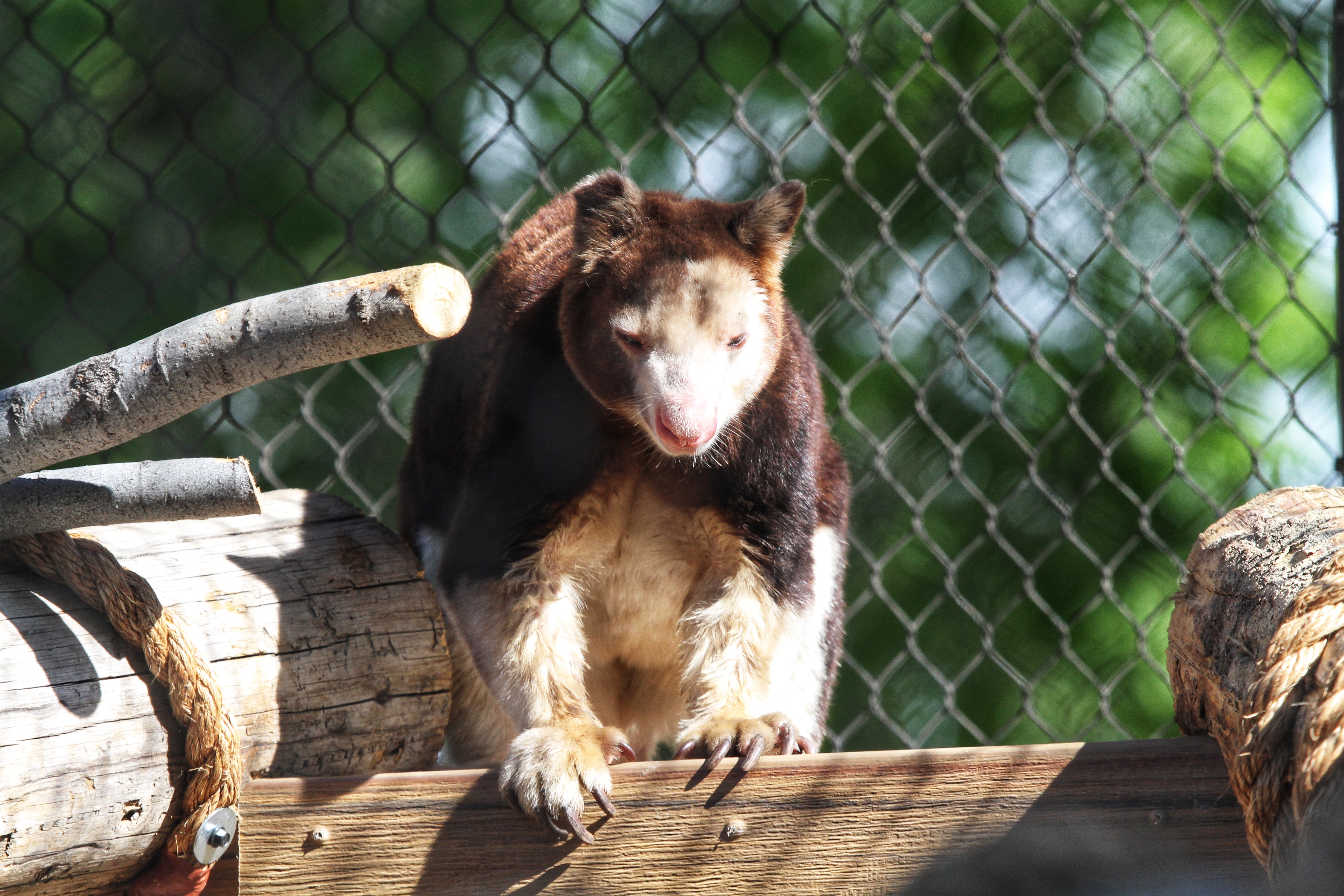 The Denver Zoo's new 