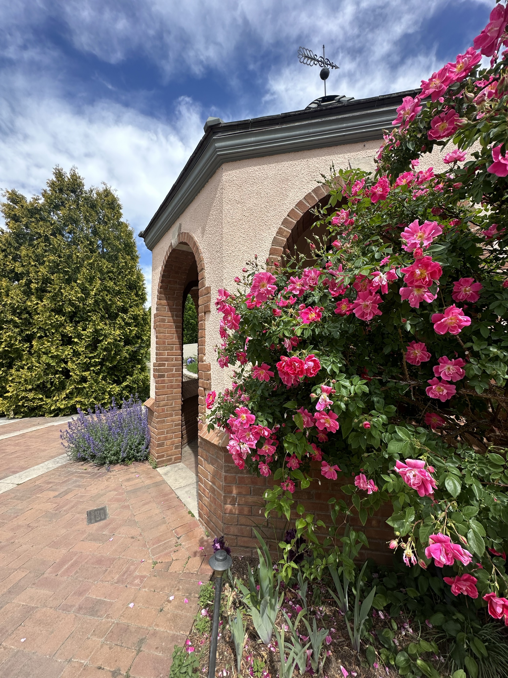 The Fragrance Garden is another great place to wander at Denver Botanic Gardens, offering a feast for the senses on a warm sunny day. The paved paths and wide open spaces offer plenty of room to stop and smell the roses. (Emily Bejarano/Denver Gazette)