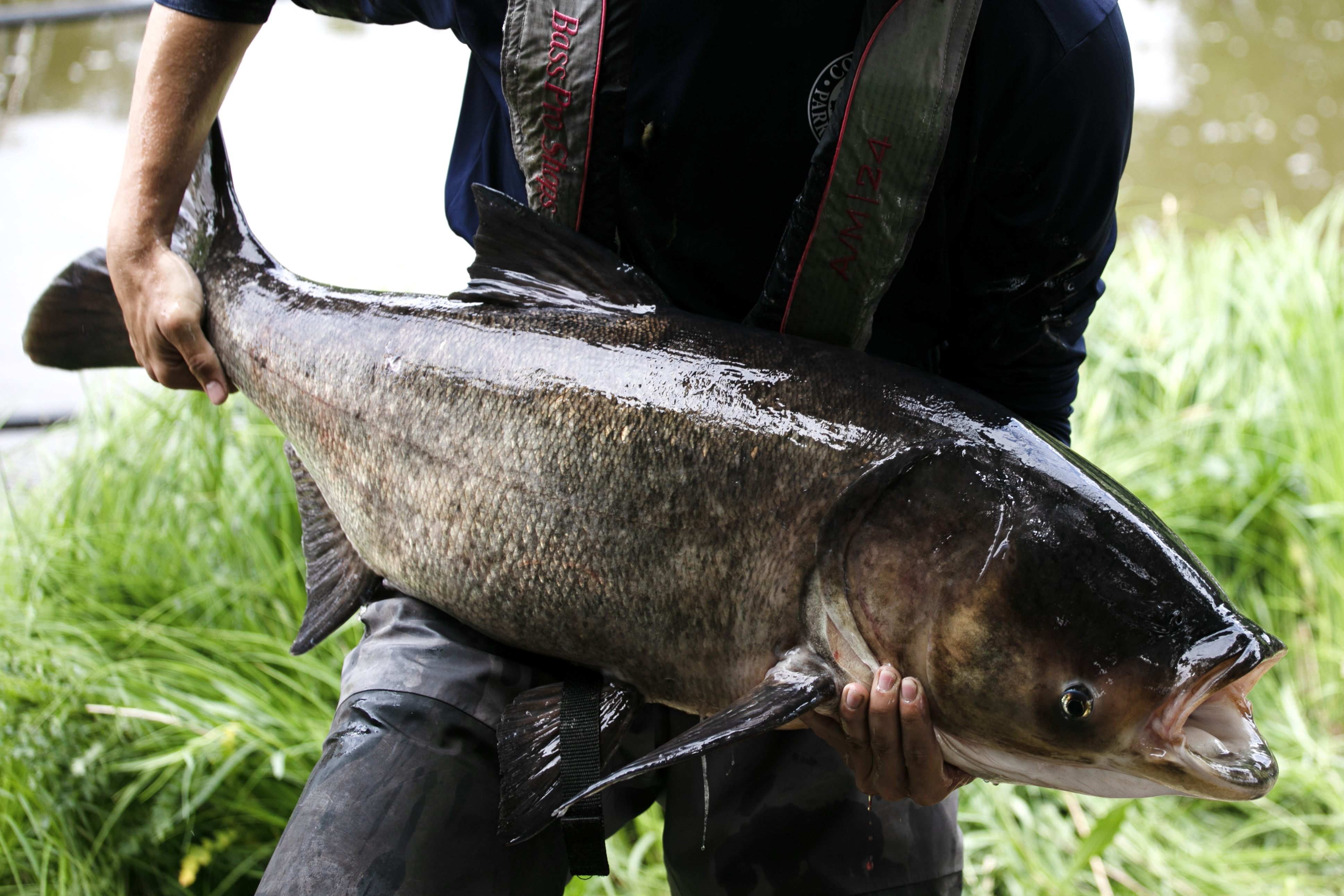 Biologists eradicate invasive giant bighead carp from Arvada park pond