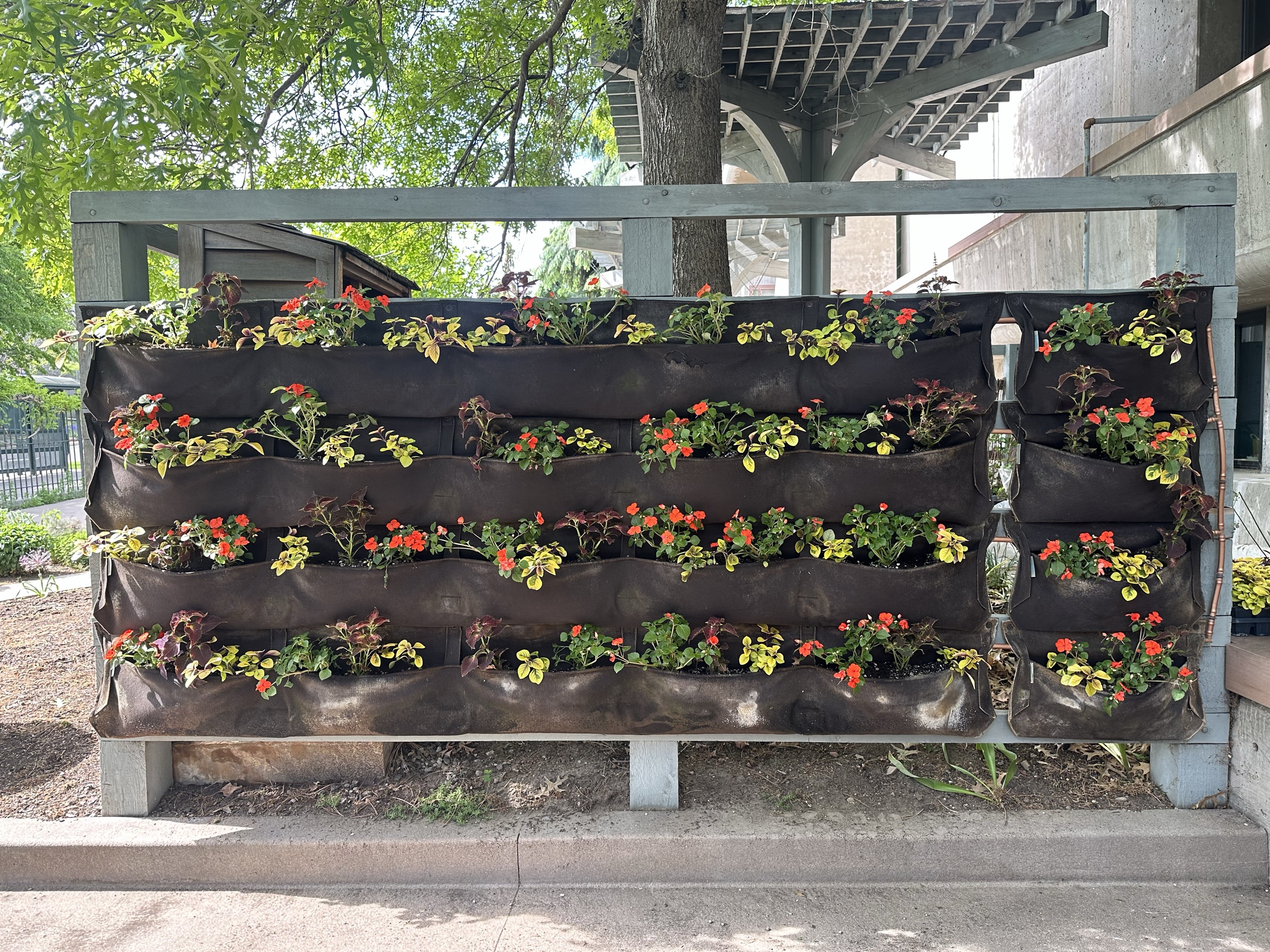 The Green Wall in the Sensory Garden at Denver Botanic offers the chance for plant-enthusiasts of all abilities to get up close to plants by eliminating traditional landscaping barriers. (Emily Bejarano/Denver Gazette)