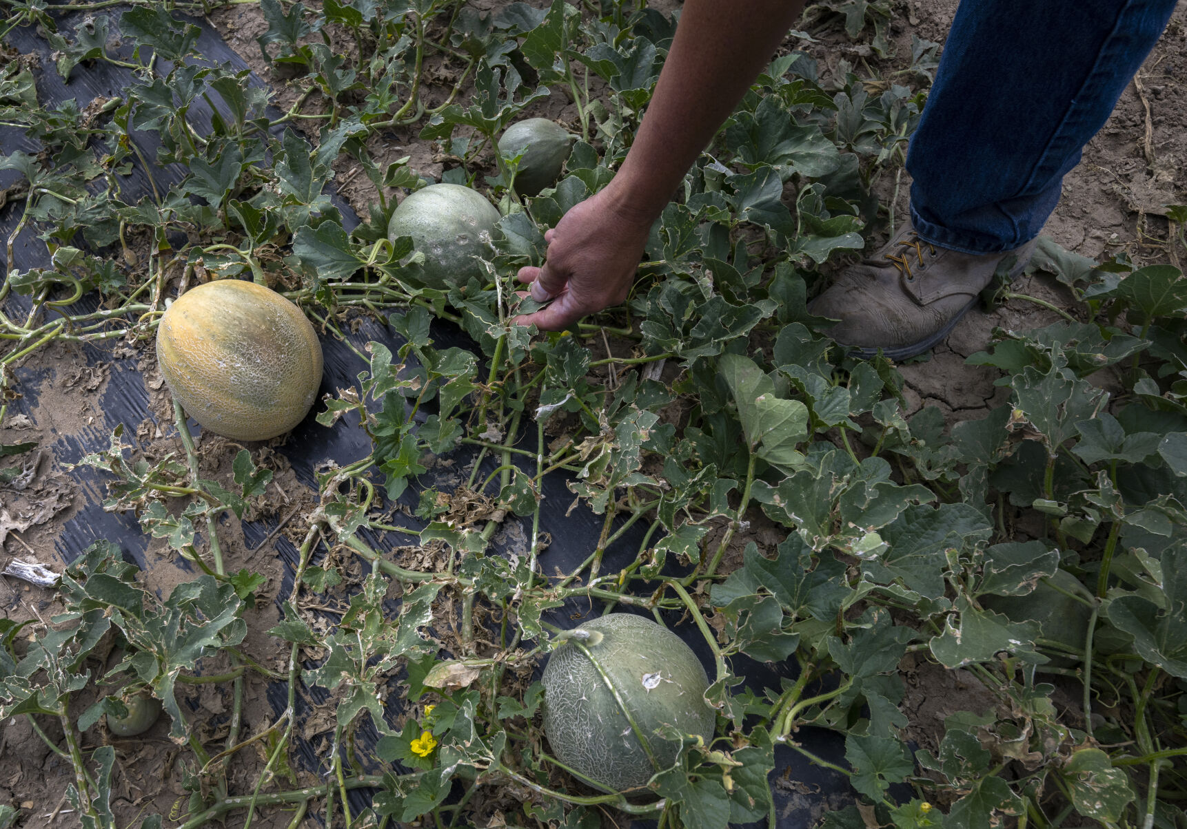 Rocky Ford melon farmers hopeful to see a ‘comeback’ in this season’s crop