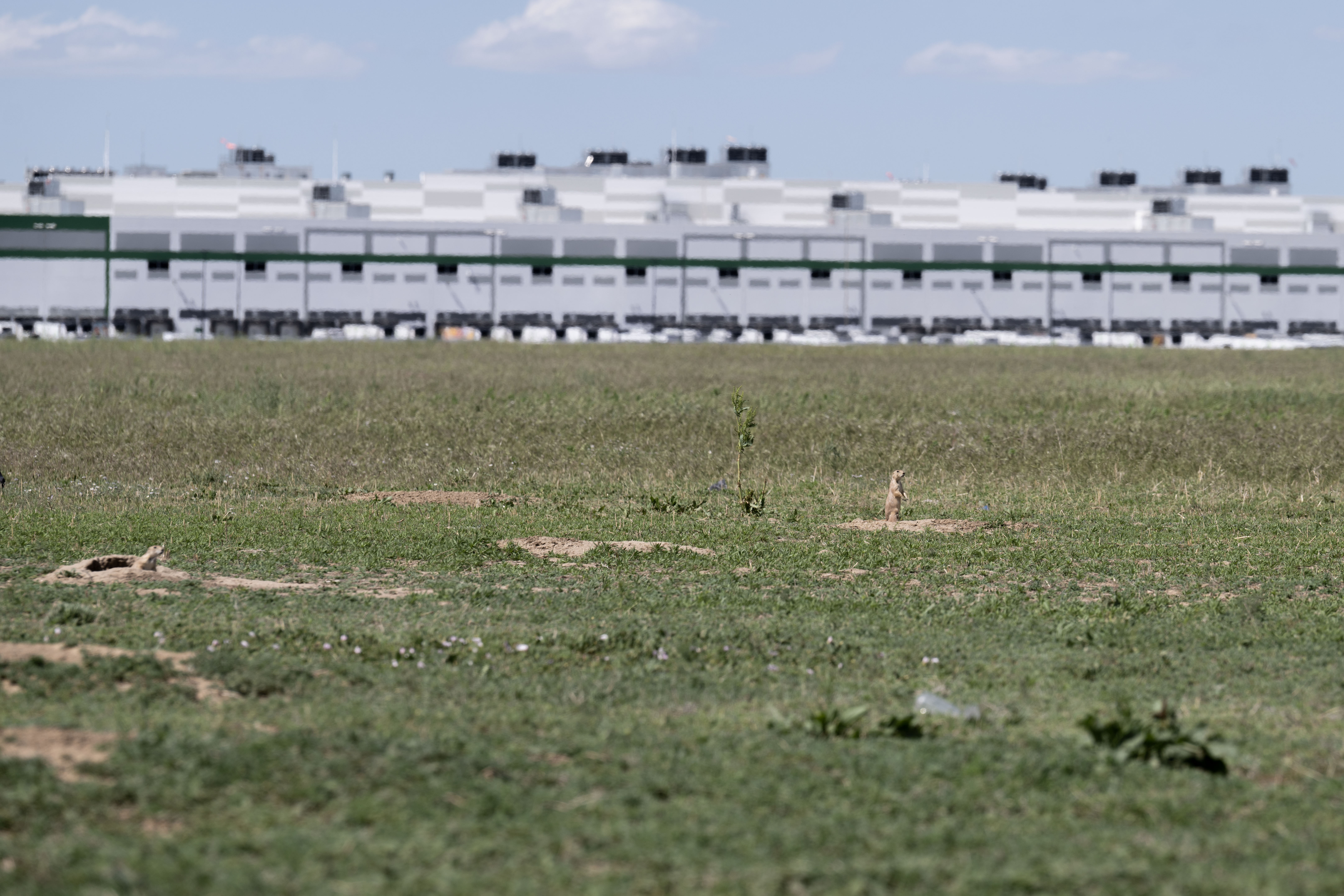Prairie dogs stand at alert near a row of commercial buildings near Denver International Airport on Tuesday, June 4, 2024. Colorado Aerotropolis, an urban planning project, aims to push development in the empty plains around the airport to bring more economic growth to the area surrounding DIA. (StephenSwoffordPhotographerstephen.swofford@gazette.comhttps://secure.gravatar.com/avatar/1ddcaf11c5d70eaa58546ddc4e038687?d=mm&r=g)