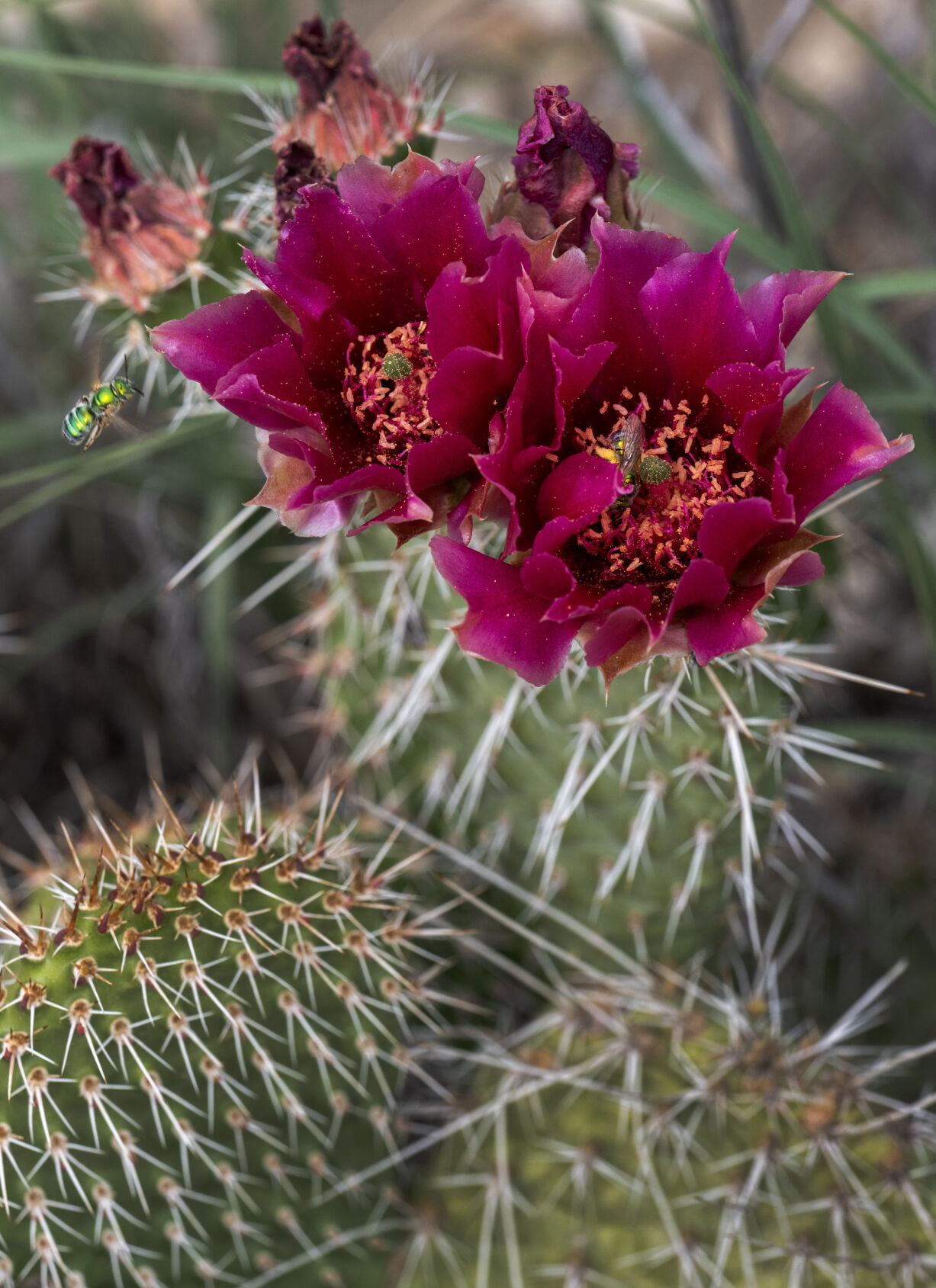 Pollinators land on a blooming cactus in Lake Pueblo State Park. (Christian Murdock, The Gazette)