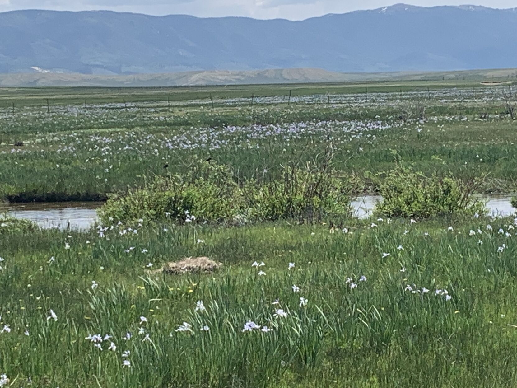 Wild irises flood the fields of Don and Kim Gittleson's ranch near Walden, Colorado. (MarianneGoodlandmarianne.goodland@coloradopolitics.comhttps://secure.gravatar.com/avatar/125a14b7bd9266f61a445ec13b1d3605?d=mm&r=g)