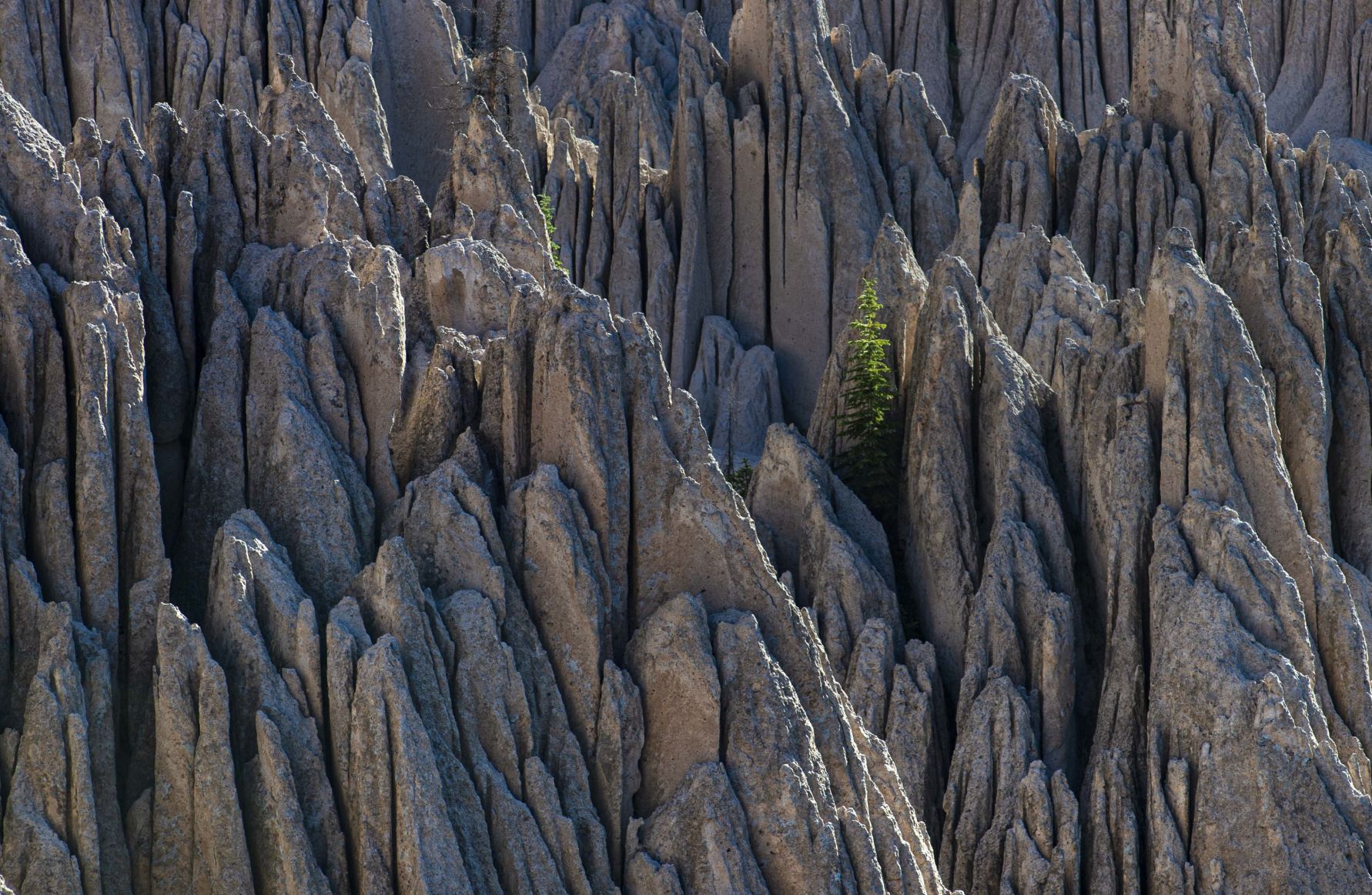 Evergreen trees grow among the eroded volcanic tuff Monday, July 6, 2020, in the Wheeler Geologic Area near Creede, Colo. (The Gazette, Christian Murdock) (CHRISTIAN MURDOCK/THE GAZETTE)