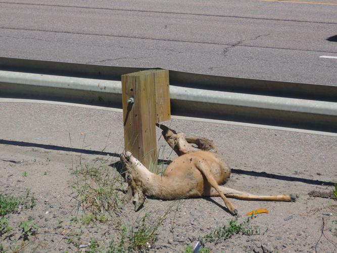 Deer less than a mile from wildlife underpass