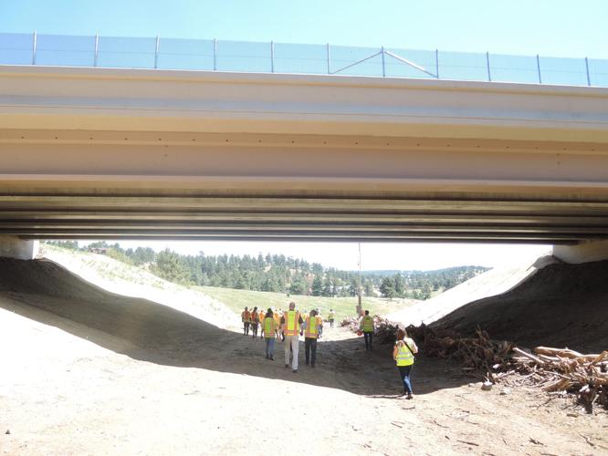 Walking under wildlife underpass