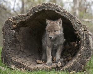 Close-up of gray wolf pup inside fallen tree trunk