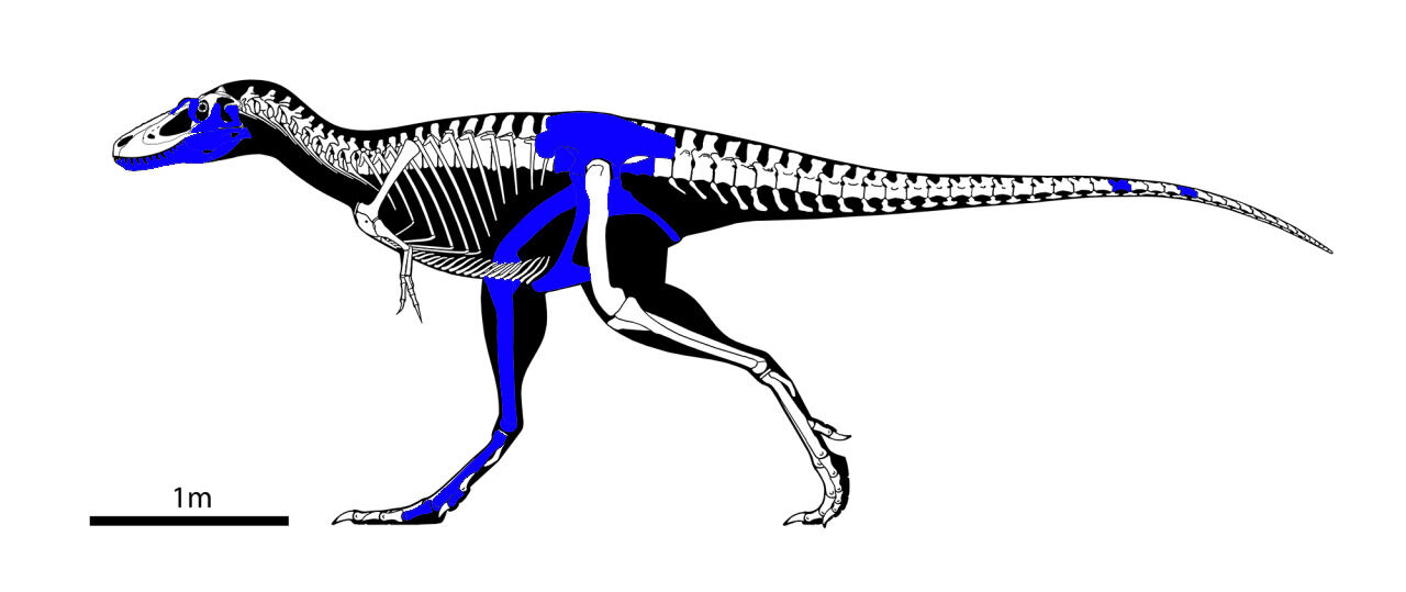 Teen Rex Bone Diagram Museum Nature Science