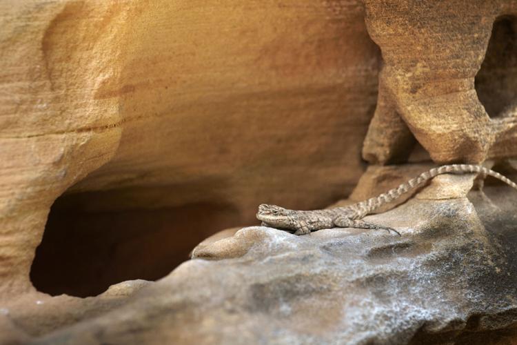 Lizard along Dolores River