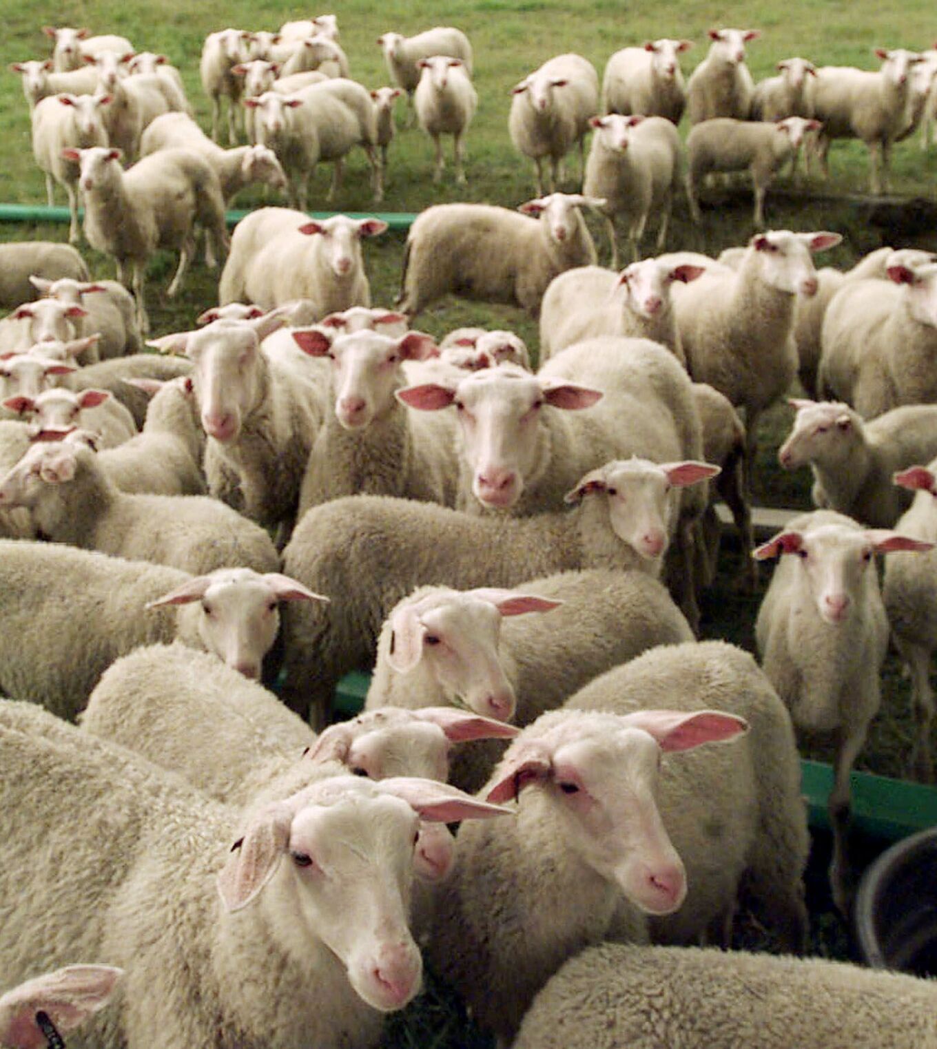 Denver voters will decide in November whether to ban animal slaughterhouses in the city. Superior Farm’s facility in Denver accounts for 15-20% of the total lamb harvest in the United States. (THE ASSOCIATED PRESS FILE)