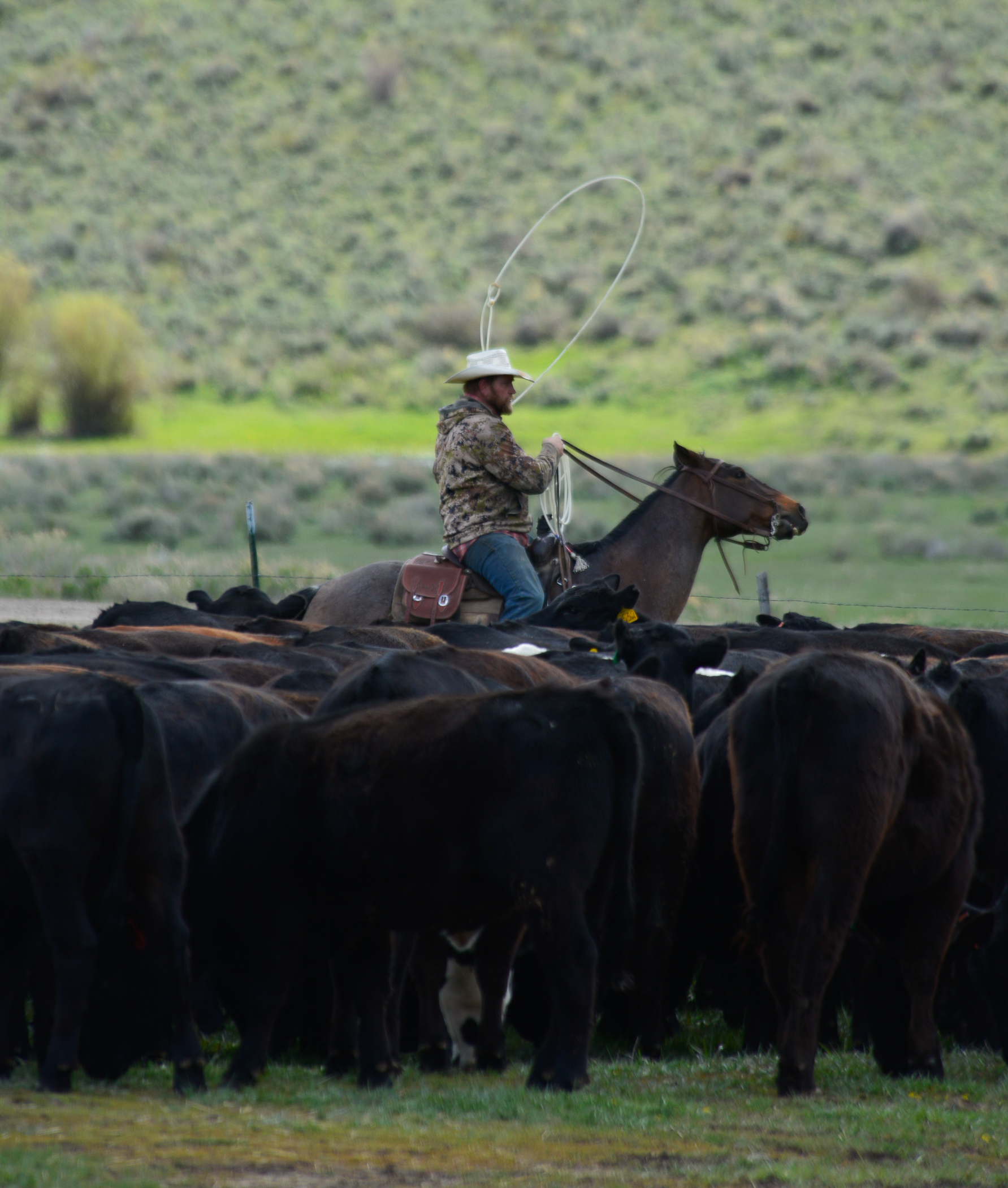 Middle Park rancher Conway Farrell herds 300 yearling Angus cattle to new pasture on May 25, 2024. “What's the future? I don't know,