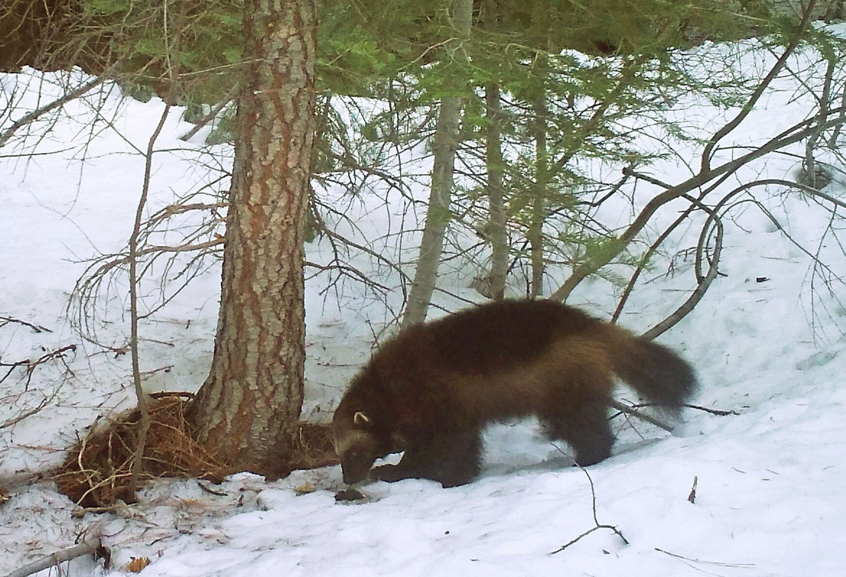 This Feb. 27, 2016, file photo provided by the California Department of Fish and Wildlife, from a remote camera set by biologist Chris Stermer, shows a mountain wolverine in the Tahoe National Forest near Truckee, Calif., a rare sighting of the predator in the state. ((Chris Stermer/California Department of Fish and Wildlife via AP, File))