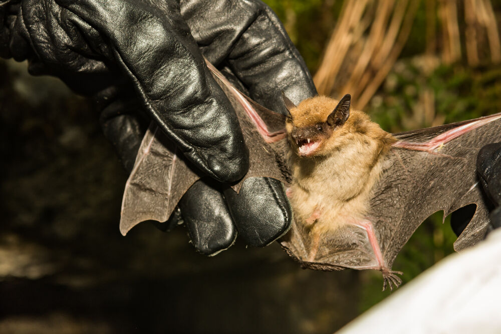 Bat found in Lakewood tests positive for rabies