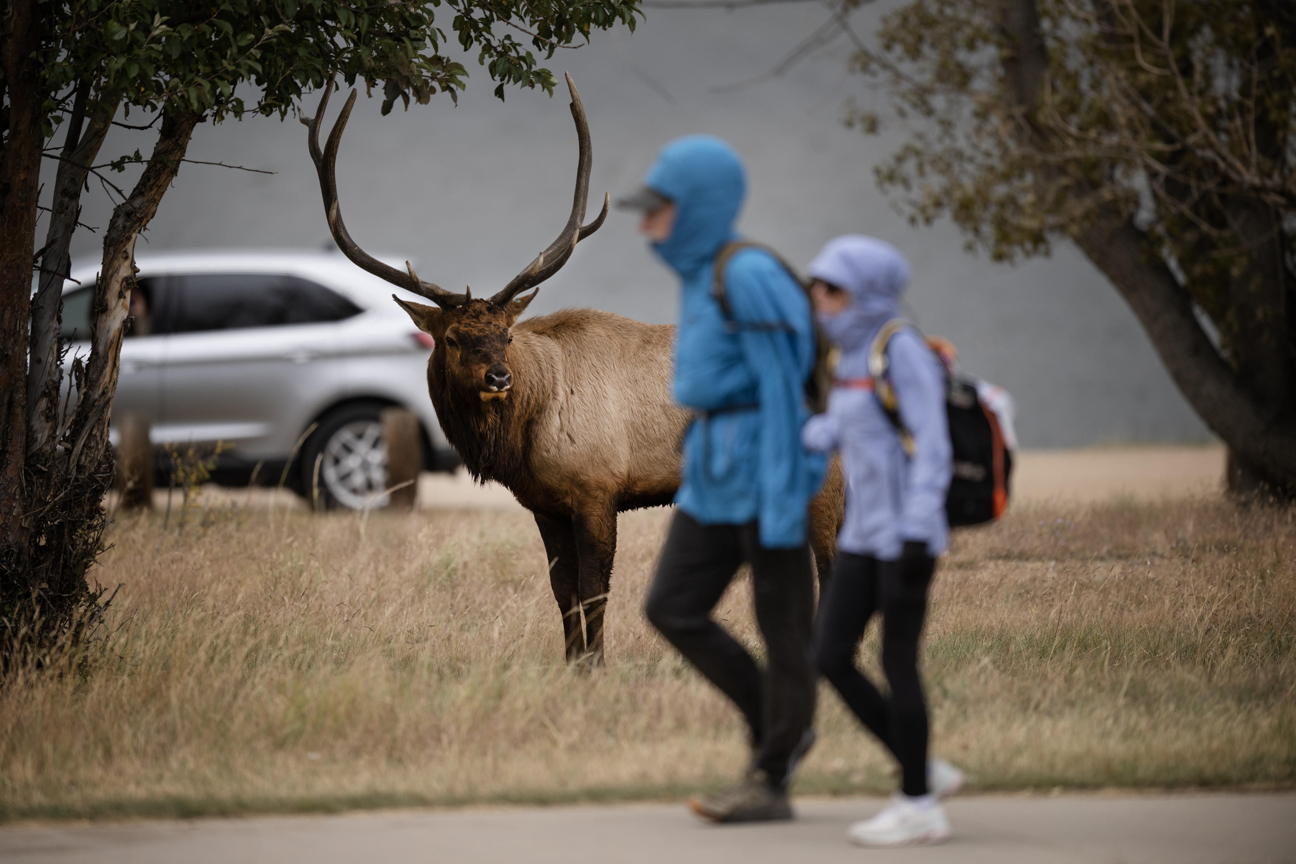 Pedestrians walk past a bull elk near the parking lot at Lake Estes in Estes Park. Wildlife officials caution people to always maintain safe distances from elk. (Timothy Hurst/Denver Gazette) (TimHursttim.hurst@gazette.comhttps://secure.gravatar.com/avatar/aca82bd62b4ee425c598527cd6faa1b1?d=mm&r=g)