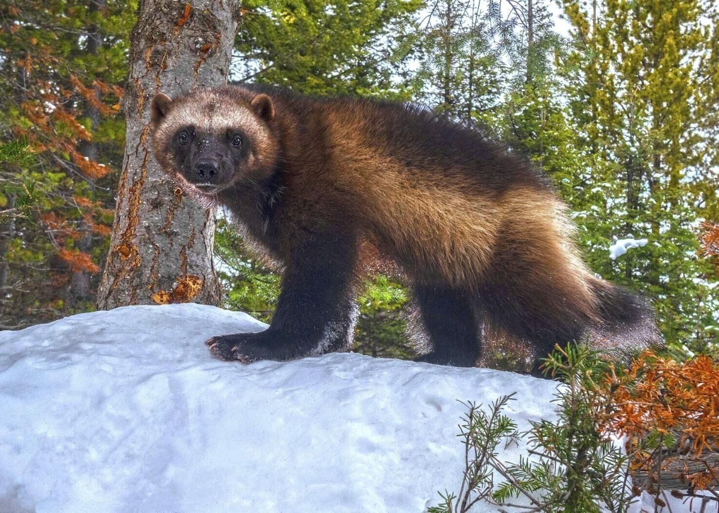 Here’s how long it could take to reintroduce wolverines in Colorado