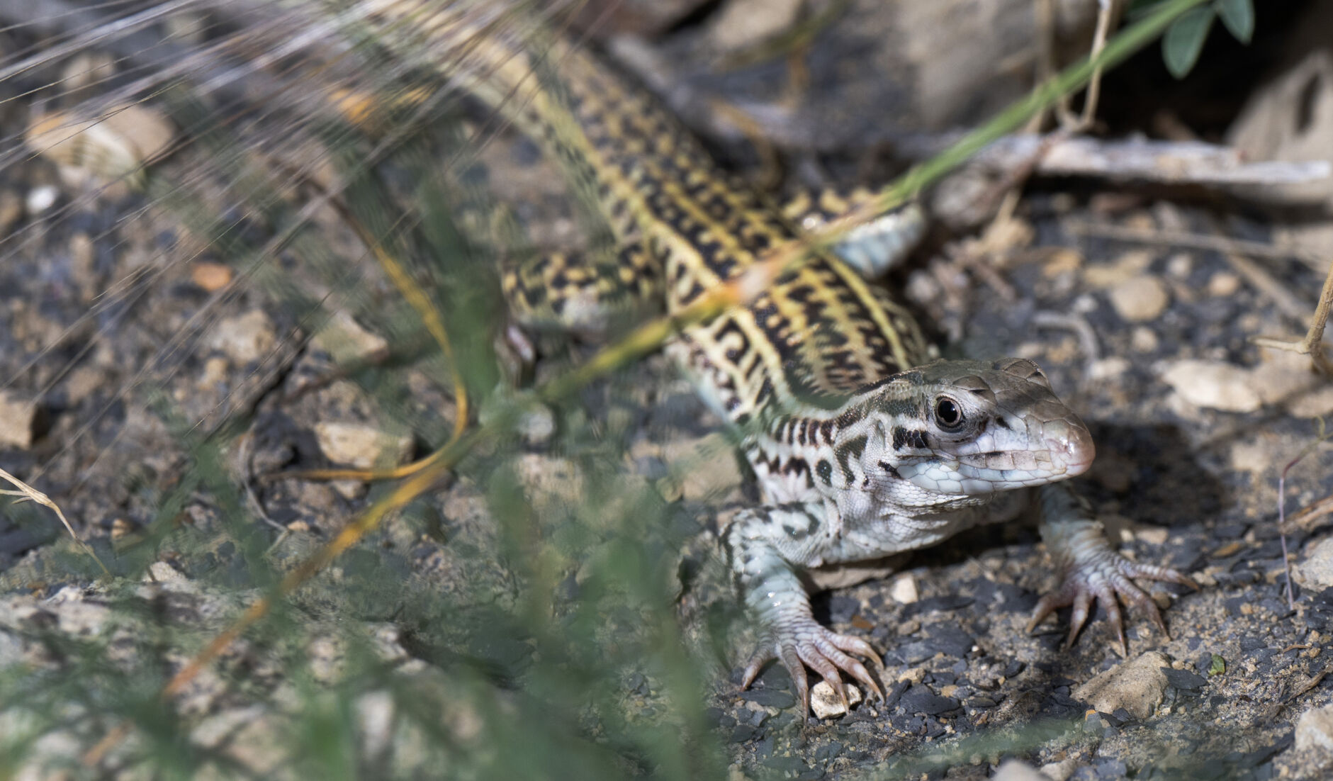 A triploid checkered whiptail lizard stands next to the South Shore Trail in Lake Pueblo State Park Tuesday, June 4, 2024. (Christian Murdock, The Gazette)