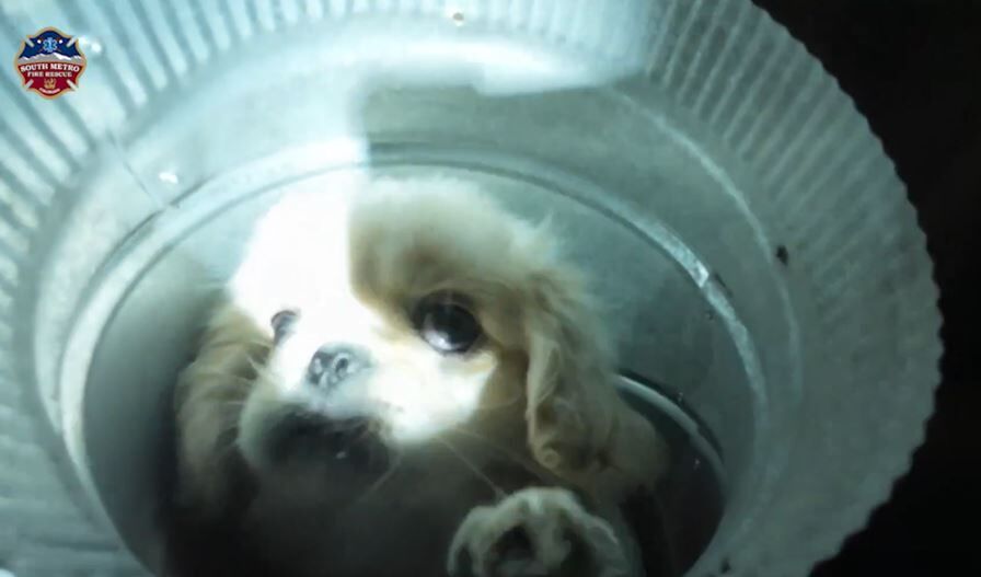 A screen capture from a video from South Metro Fire Rescue shows a 12-month old Pekinese puppy stuck in the ductwork of a townhome in Douglas County. The puppy, name Archie Bean, was successfully rescued. (Source: South Metro Fire Rescue)