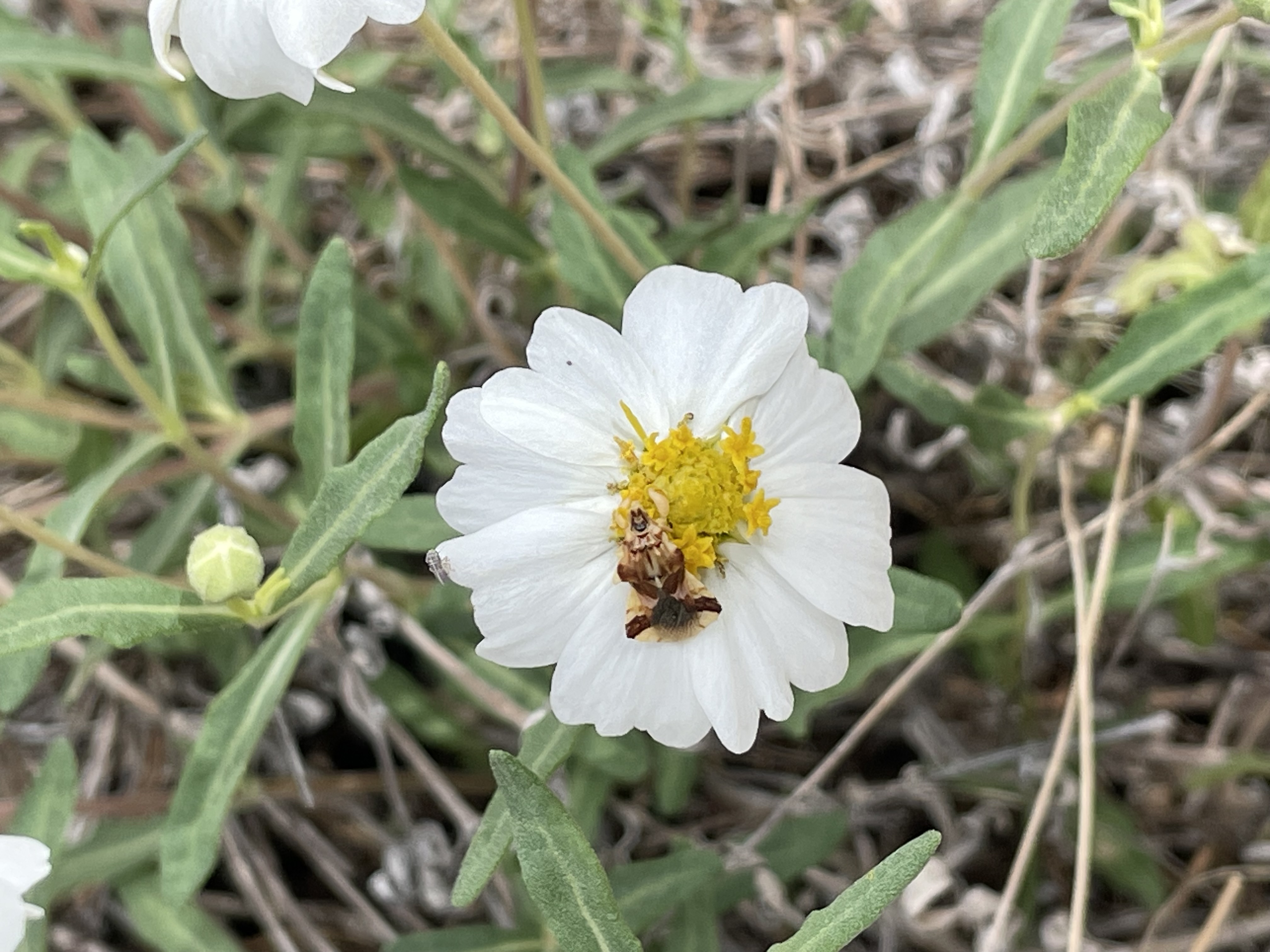 The Butterfly Pavilion in Westminster is partnering with the Bureau of Land Management in Colorado to study Colorado pollinators and how they interact with local vegetation. (Courtesy Butterfly Pavilion)