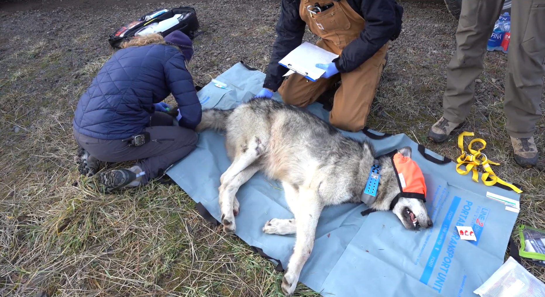 Wildlife experts captured wolves in Oregon and released them on Monday in Colorado. (PHOTO: Courtesy of Colorado Parks and Wildlife. Video footage shot by Jerry Neal).