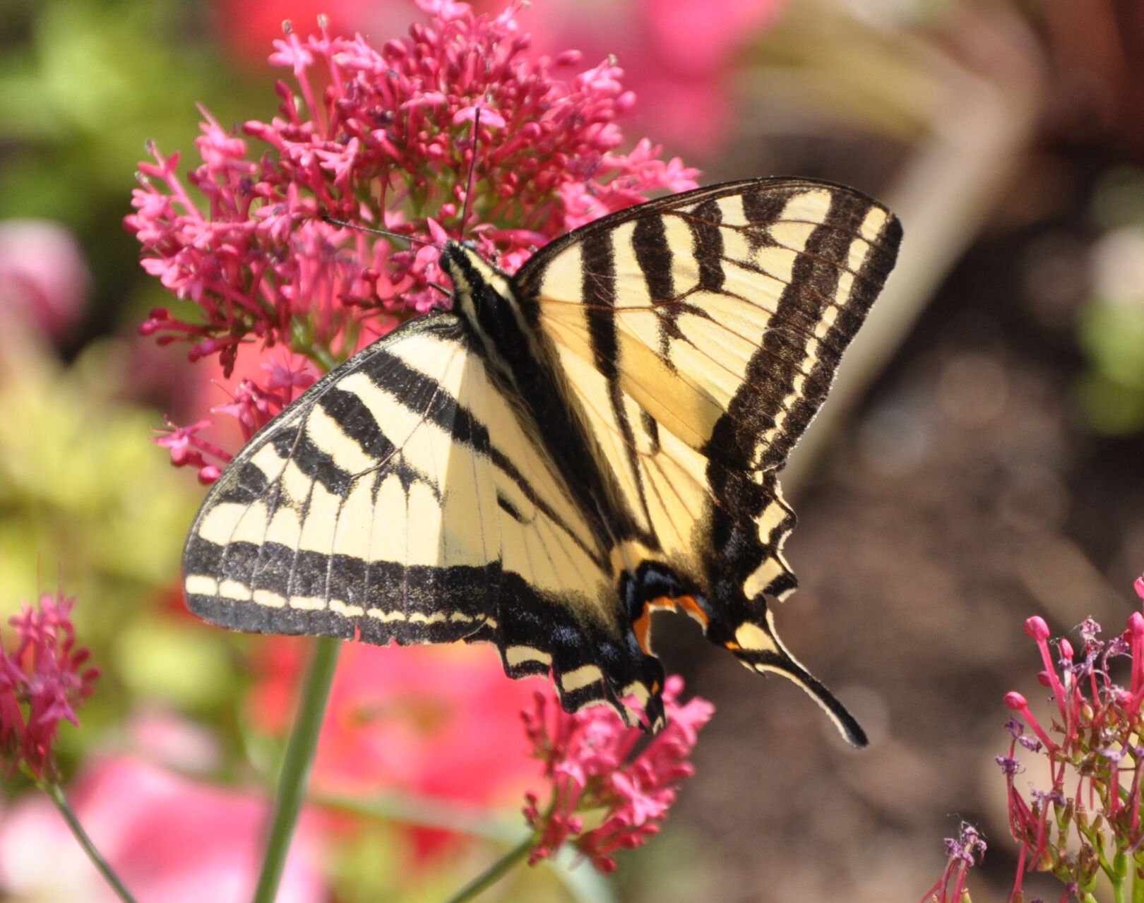 Year-round gardening: How to attract butterflies to your garden
