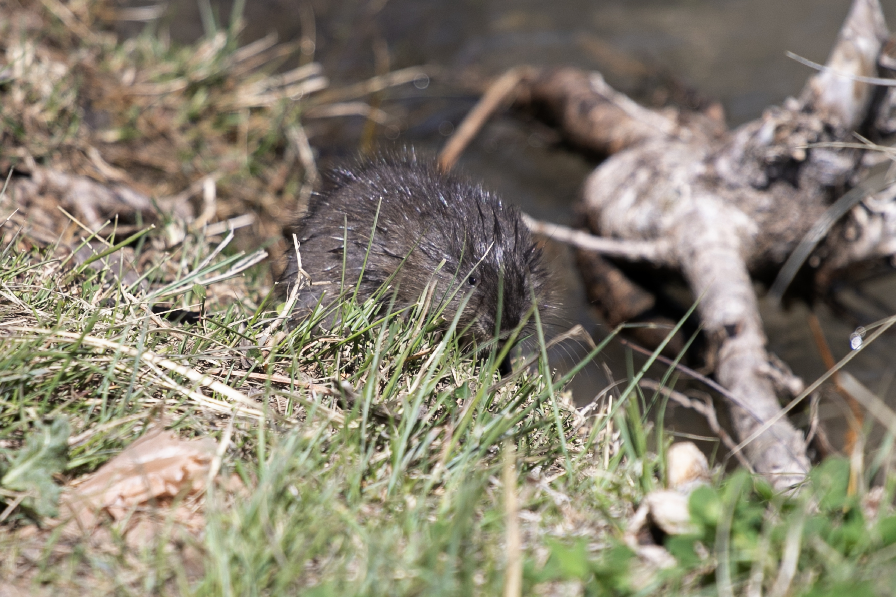 A juvenile beaver patrols the shores of the Aurora Reservoir on Thursday, May 30, 2024. (TomHellauerMultimedia Producertom.hellauer@denvergazette.comhttps://denvergazette.com/content/tncms/avatars/f/9e/622/f9e6228a-3b6b-11ed-bf10-fbb71fa8e421.f54b911252c540f1d61709edc4727a39.png)