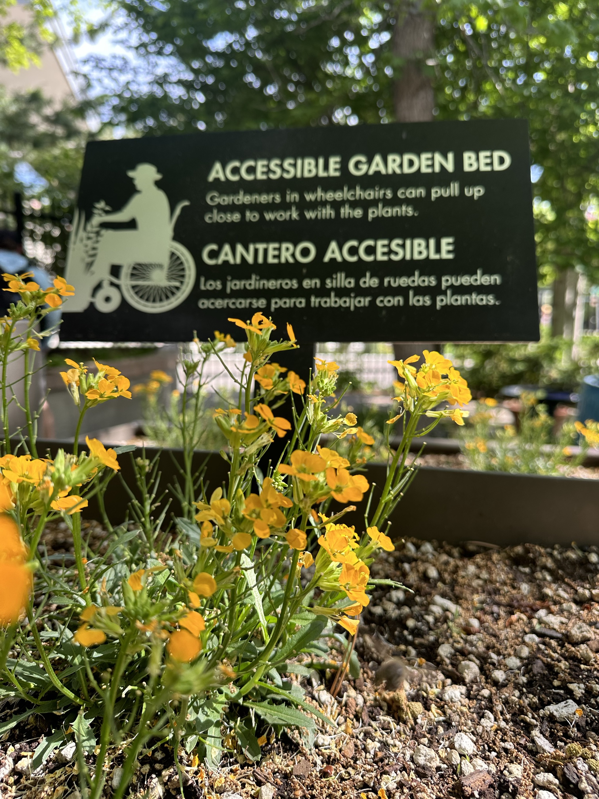 The Sensory Garden utilizes architectural features and sensory plantings and minimize barriers so that people of all ages and abilities can interact with plants. Bee's work on pollinating the flowers of this flower bed, built at a height that is just right for viewing if you are using a wheelchair. (Emily Bejarano/Denver Gazette)
