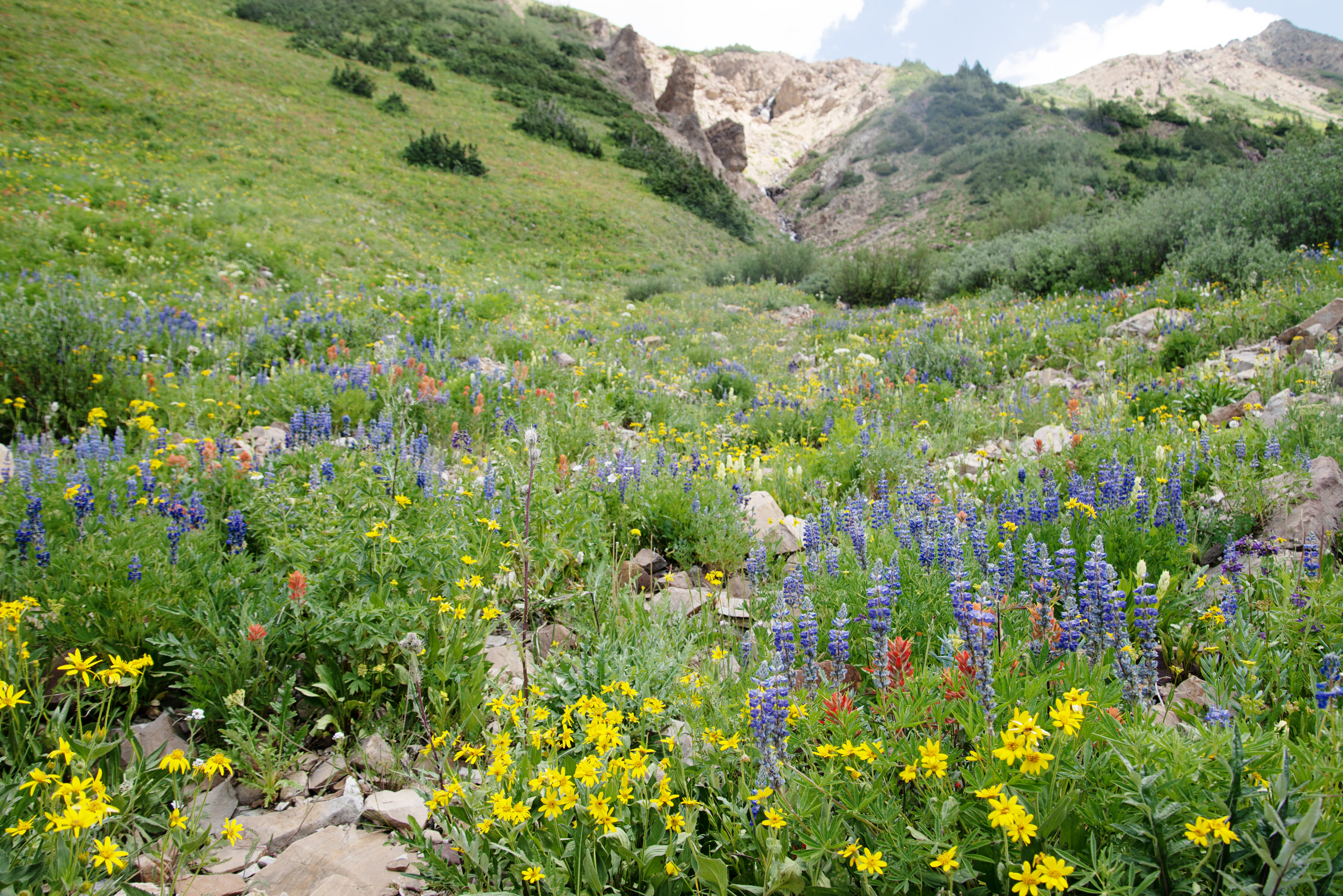 Wildflowers bloom in Rustler's Gulch near Crested Butte, Colo. on Saturday, July 27, 2024. (TomHellauerMultimedia Producertom.hellauer@denvergazette.comhttps://denvergazette.com/content/tncms/avatars/f/9e/622/f9e6228a-3b6b-11ed-bf10-fbb71fa8e421.f54b911252c540f1d61709edc4727a39.png)