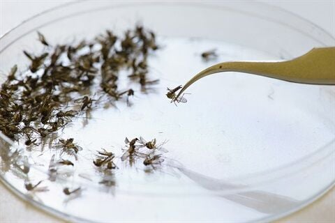 Mosquitoes