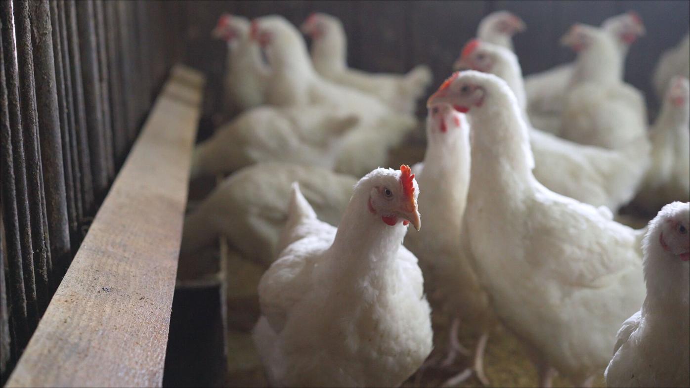 More than 150 poultry workers likely exposed to avian flu, Colorado health officials say