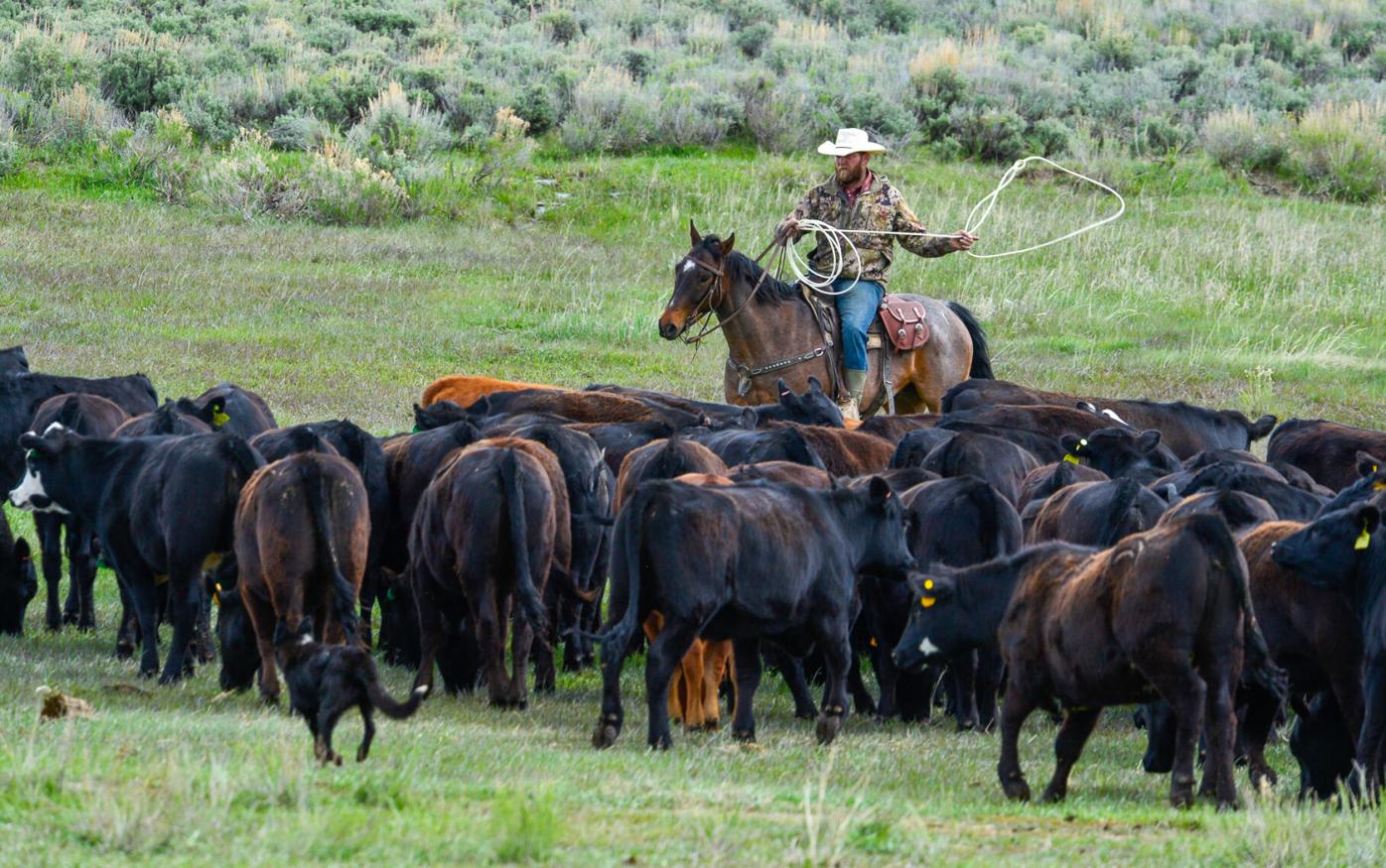 With new wolf pup — or pups — Colorado wildlife director insists on non-lethal response to livestock killings