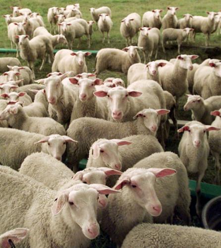 SHEEP (copy)