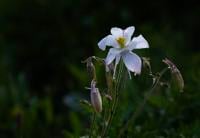As Colorado’s wildflowers bloom, a return to season of gratitude