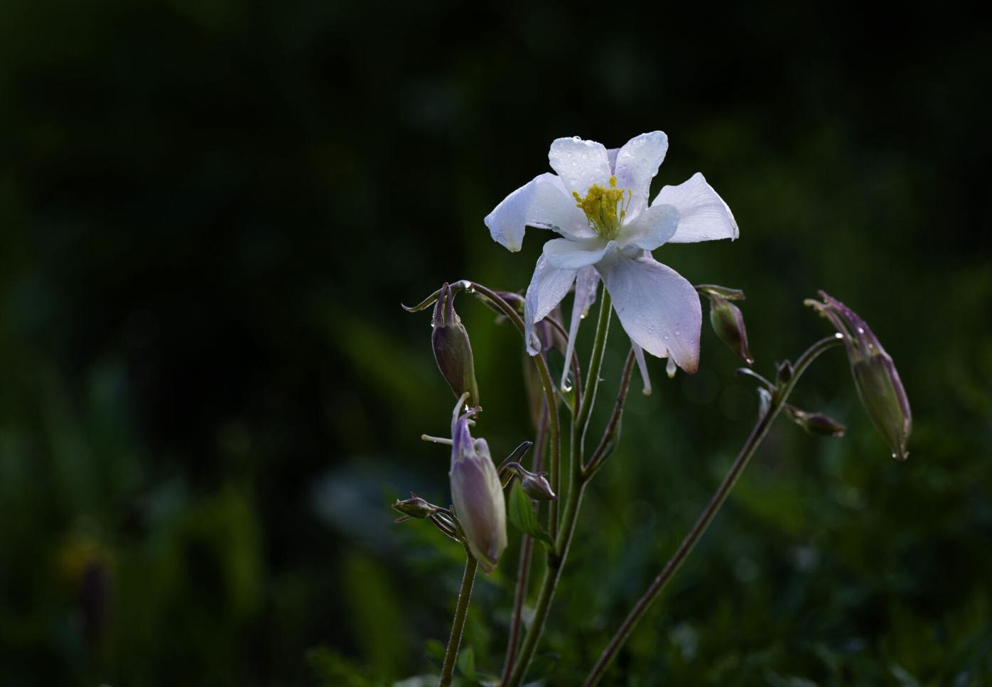 070824-ot-flowers-dg 3.jpg