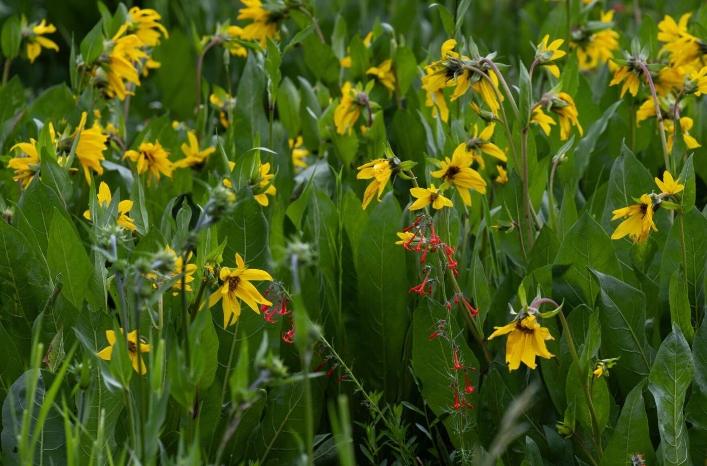 070824-ot-flowers-dg 8.jpg