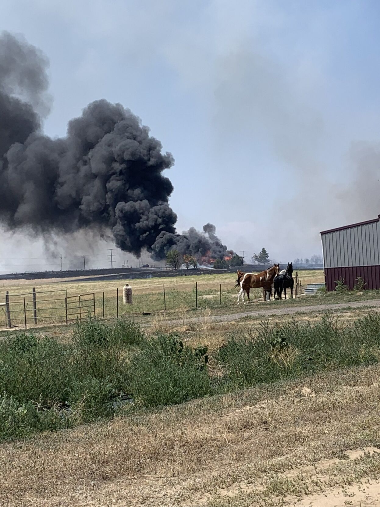 smoke with horses.jfif