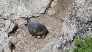 Nesting Peregrine falcon with eggs