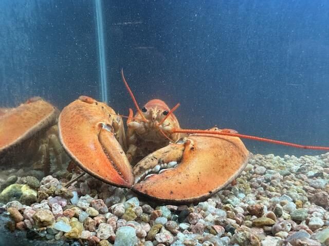 Orange lobster named "Crush"