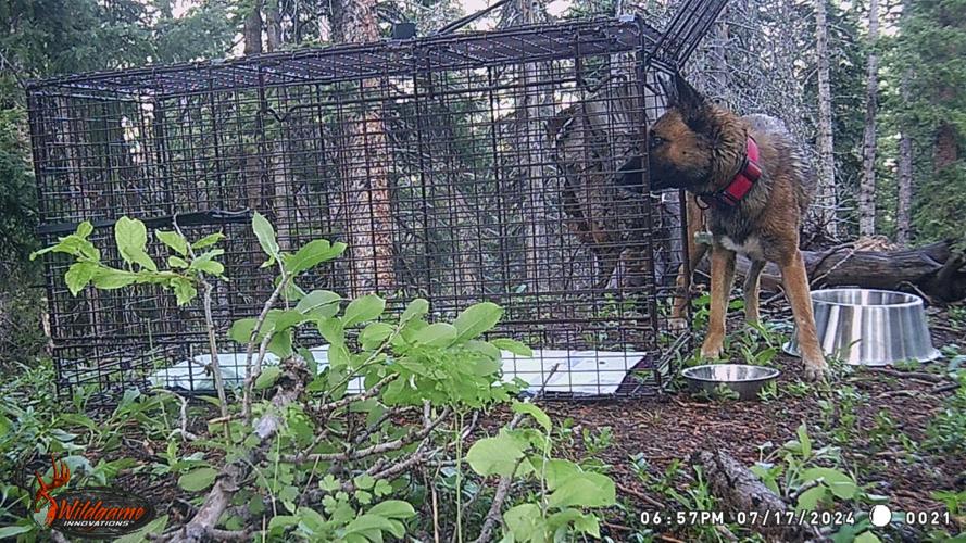 'Konni' was spotted on a trail camera