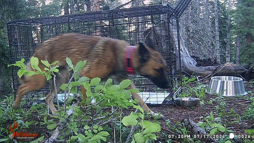 'Konni' was spotted on a trail camera